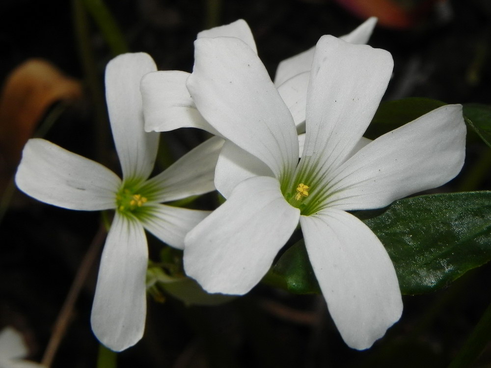 Oxalis 03.JPG