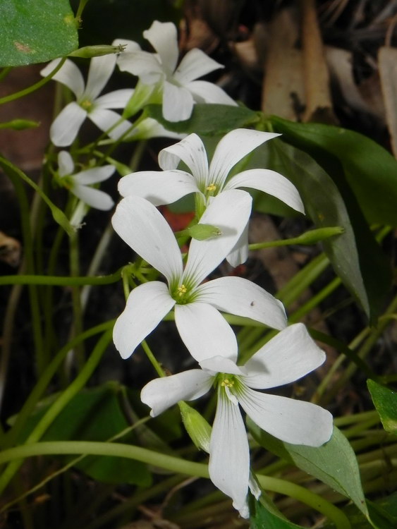Oxalis 02.JPG