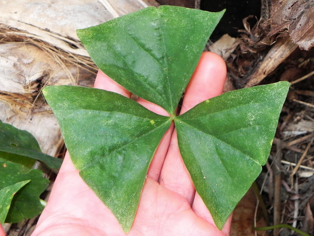 Oxalis 01.JPG