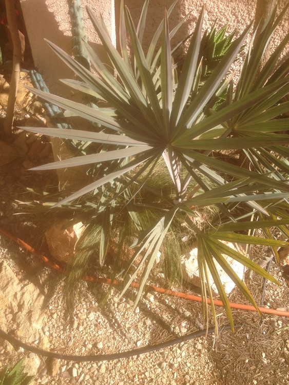 B nobilis 2.jpg