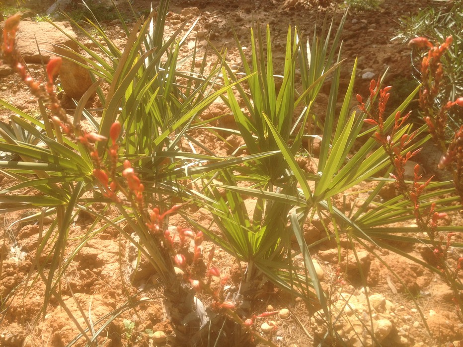 Hyphaene coriacea.jpg