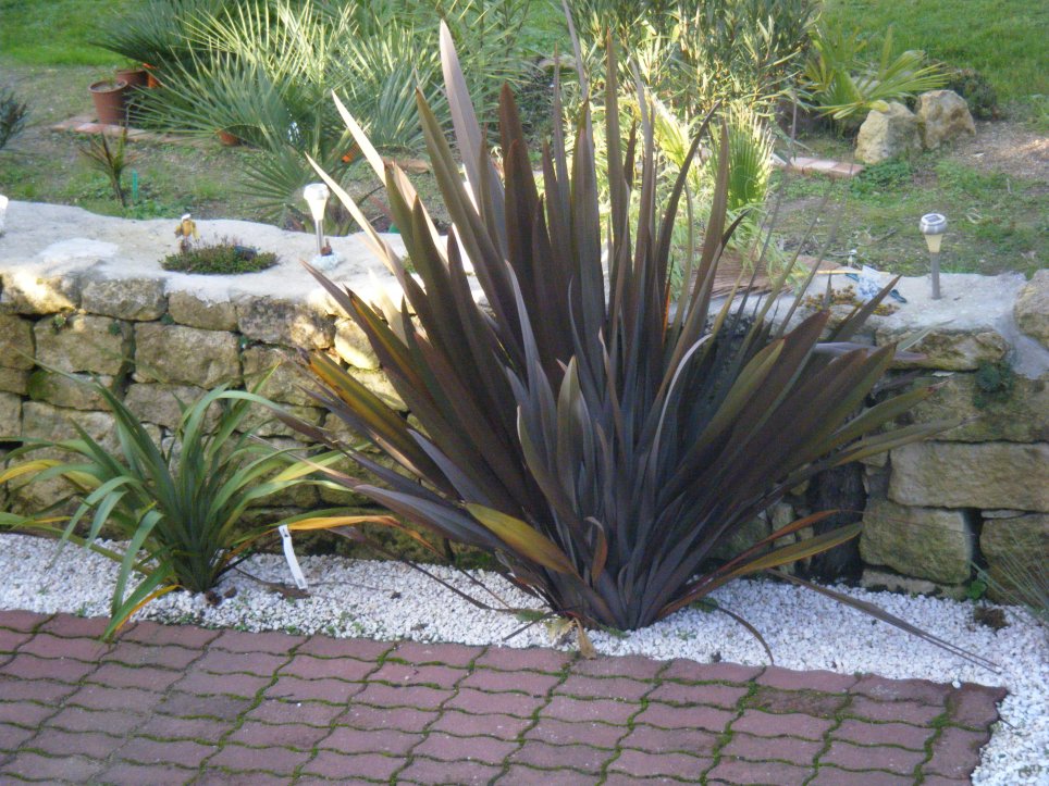 DSCF0820 (copie).JPG