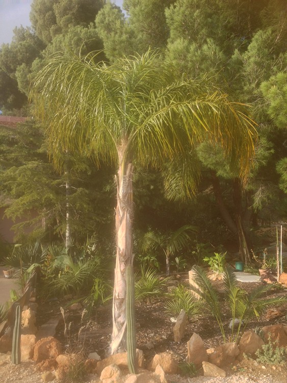 parana en pied.jpg