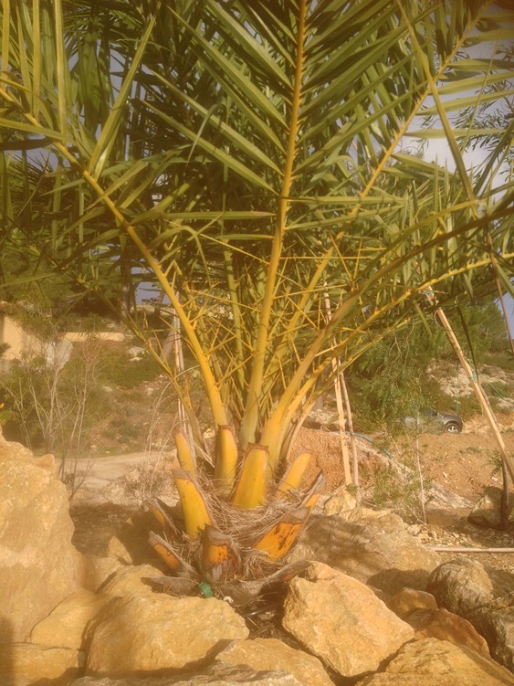 P sylvestris orange.jpg