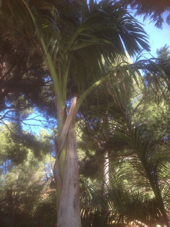R oleracea 2.jpg