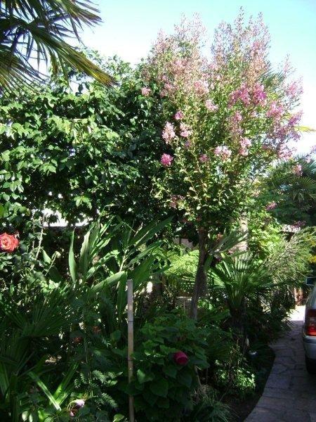 Lagerstoemia%20indica%20Monbazillac.jpg
