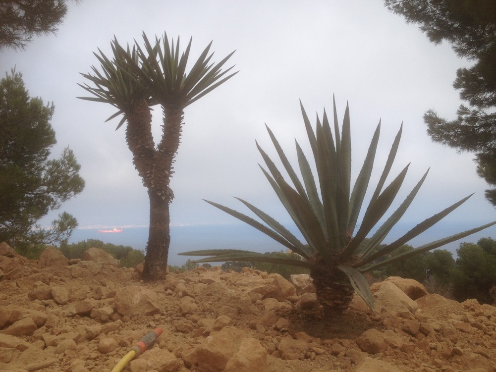 Y trecu A fourcroides.jpg