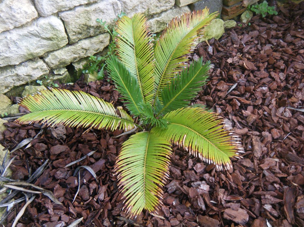 IL N'A PAS FLUSHE CETTE ANNEE,LE PREMIER PLANTé