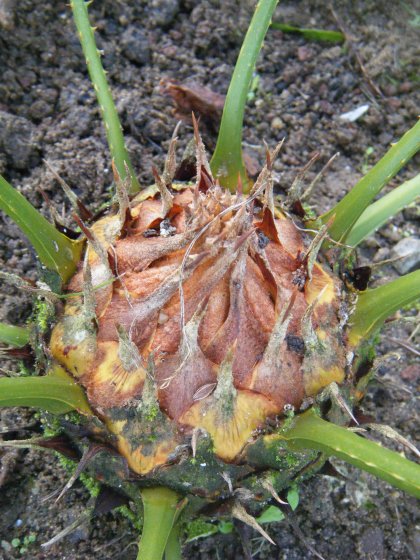 LE DEUXIEME Planté?PAS FLUSHE NON PLUS