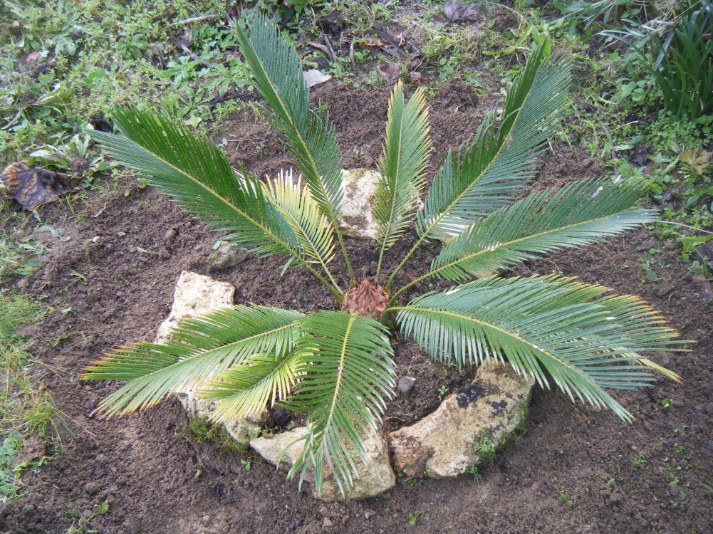 Le DEUXIème PLANTé,pas flushé
