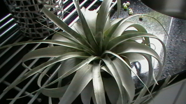 le dessus de la plante