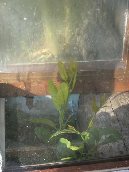 LE CITRONNIER SOUS ABRIS
