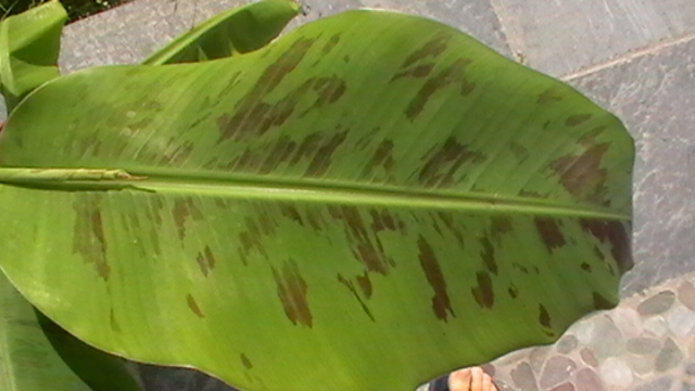 dessus de feuille