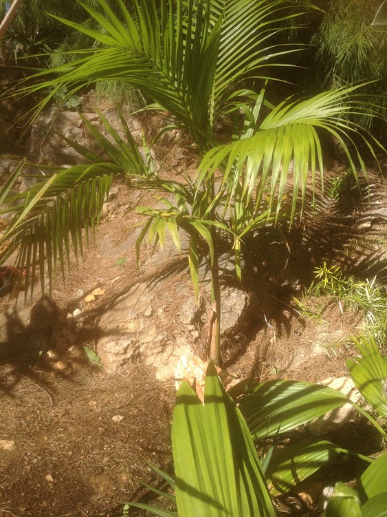E edulis.jpg
