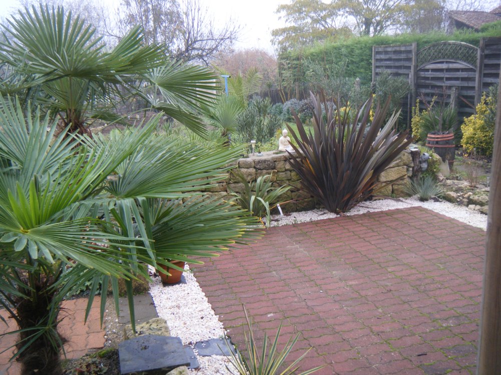 Le phormium purpureum et les trachy ont profités.