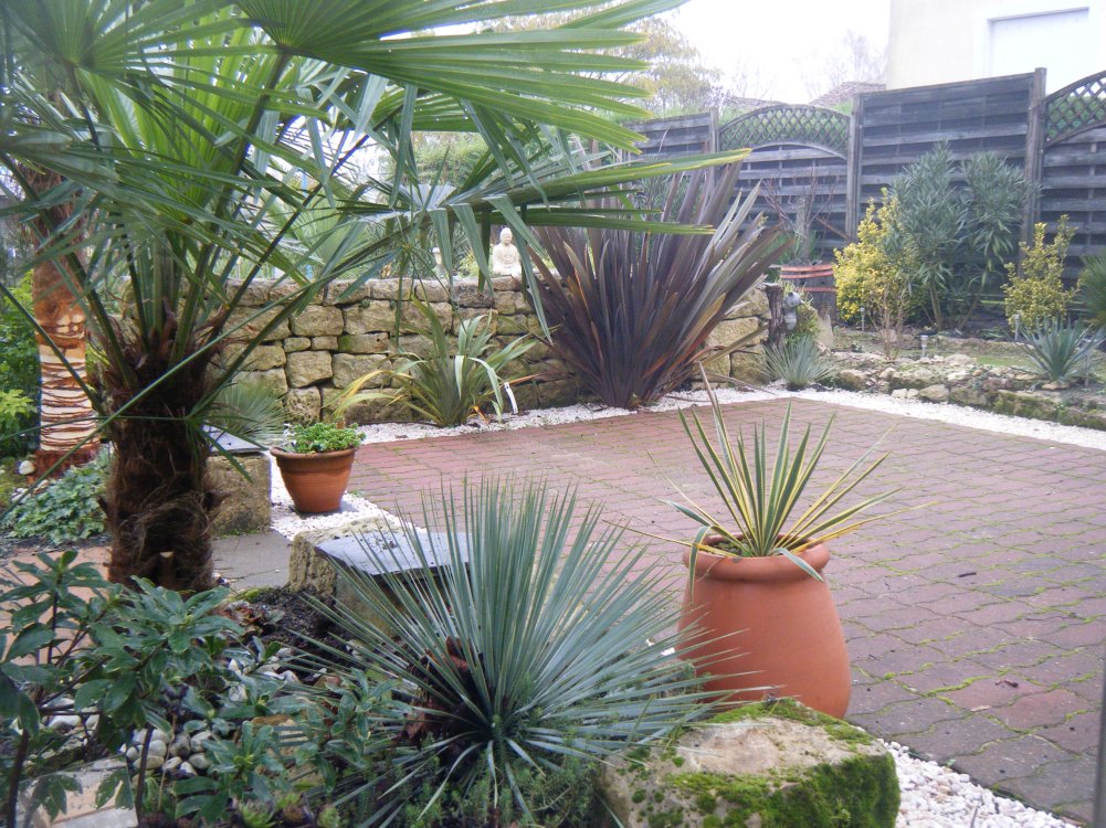 Le phormium tenax s'installe tranquillement.Je m'initie à la mise à nu d'un trachycarpus
