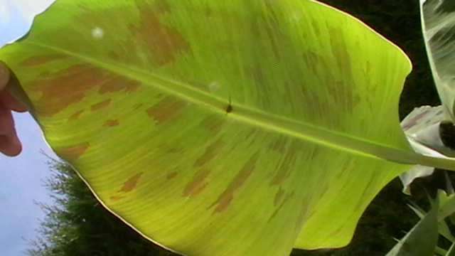 dessous de feuille
