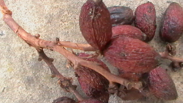 N°4