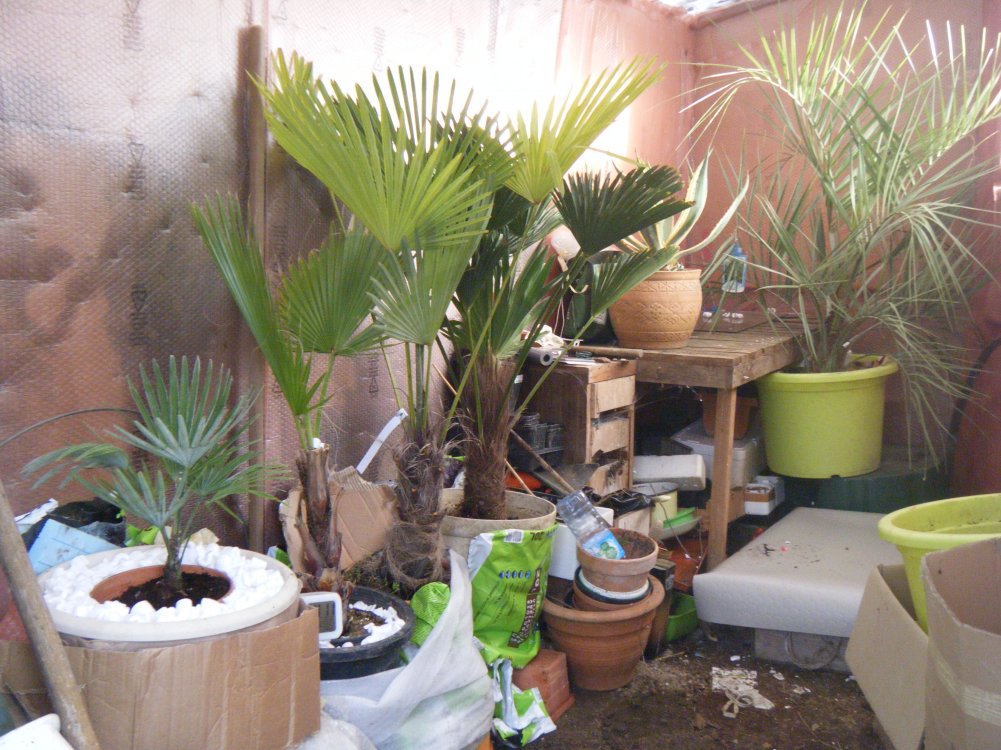 DSCF0973 (copie).JPG