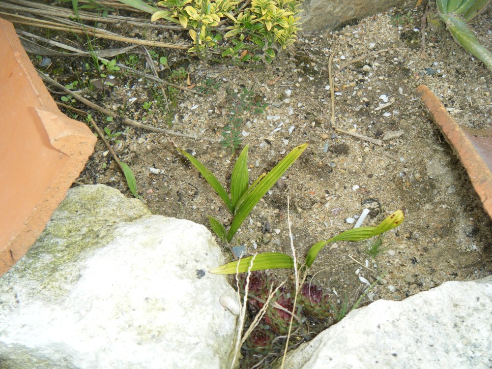 27 août 2014 (10) (copie).JPG