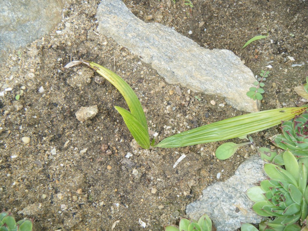 27 août 2014 (3) (copie).JPG