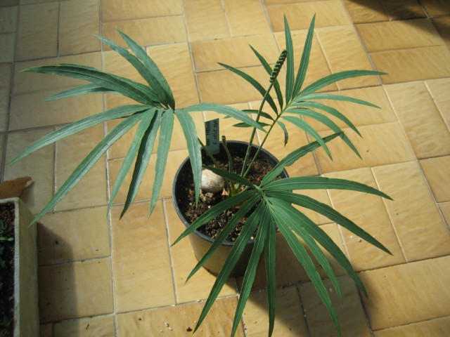 cycas petraea 03.09.10 001 [640x480].jpg