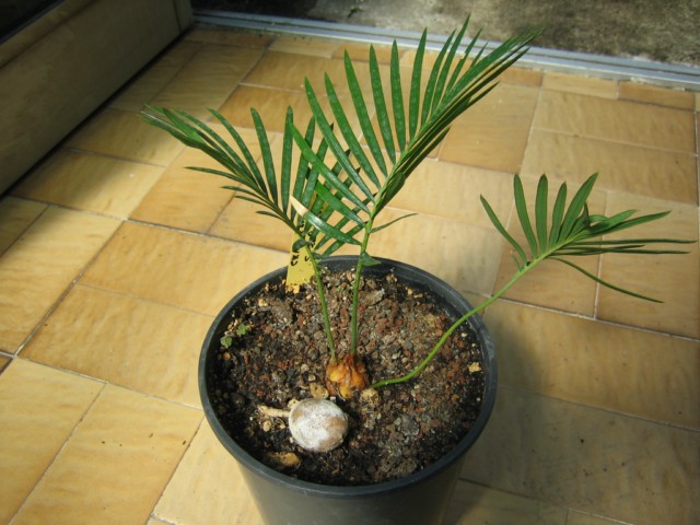 cycas revo 001 [640x480].jpg
