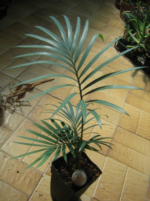 cycas thouarsii 03.09.10 001 [640x480].jpg