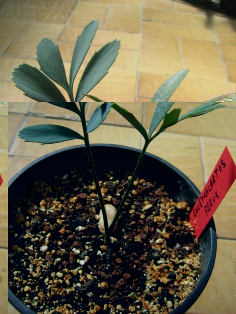 encephalartos ferox 03.09.10 001 [640x480].jpg