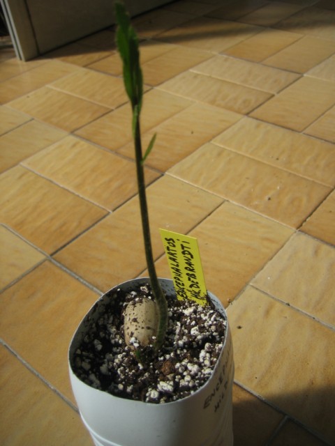 encephalartos hildebrandtii 03.09.10 001 [640x480].jpg