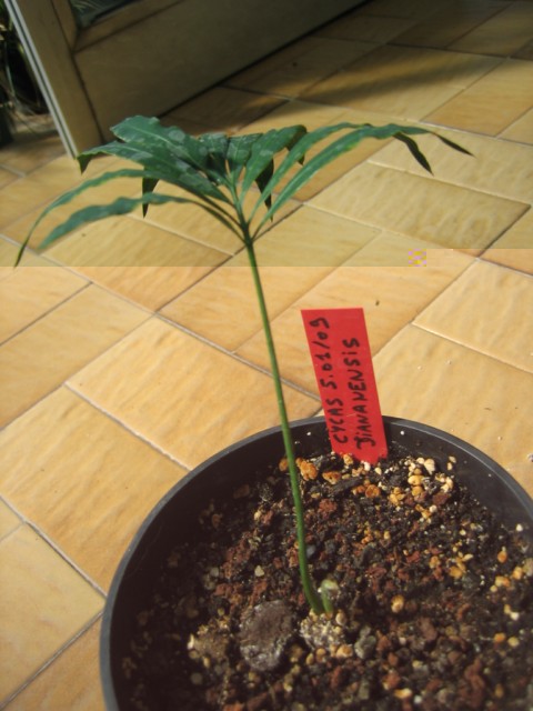 cycas diannanensis 03.09.10 001 [640x480].jpg