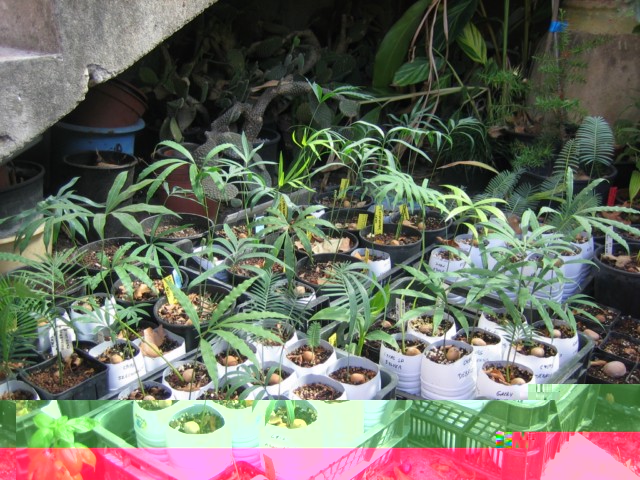 semis cycas 03.09.10 003 [640x480].jpg