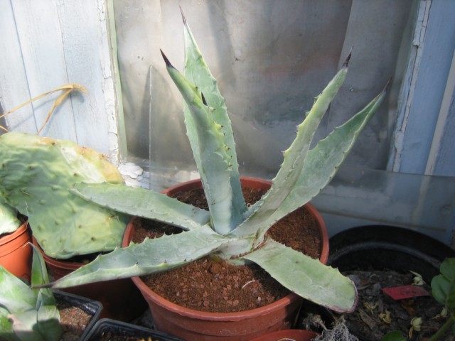 agave sp 03.09.10 001 [640x480].jpg