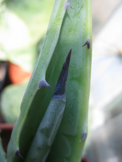 agave sp 03.09.10 002 [640x480].jpg