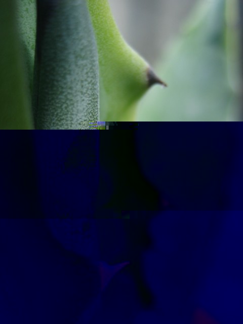 agave sp 03.09.10 003 [640x480].jpg