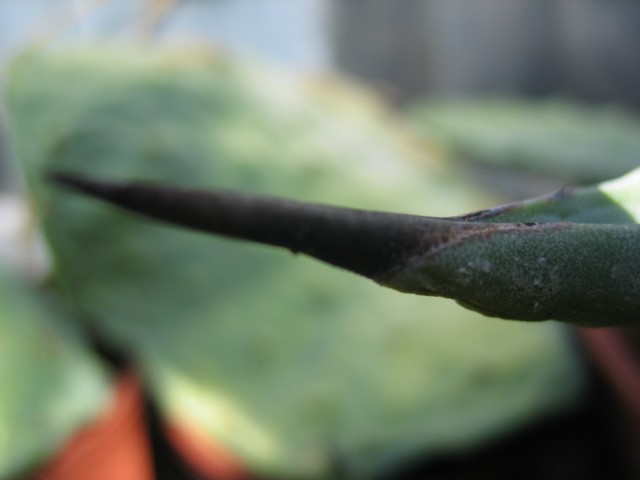 agave sp 03.09.10 004 [640x480].jpg