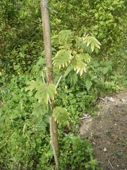 Un albizia derrière le bac à bambous,coté voisins,et en contre-bas ,on ne vois pas mais gunnera,qui me fera un bon couvre-sol