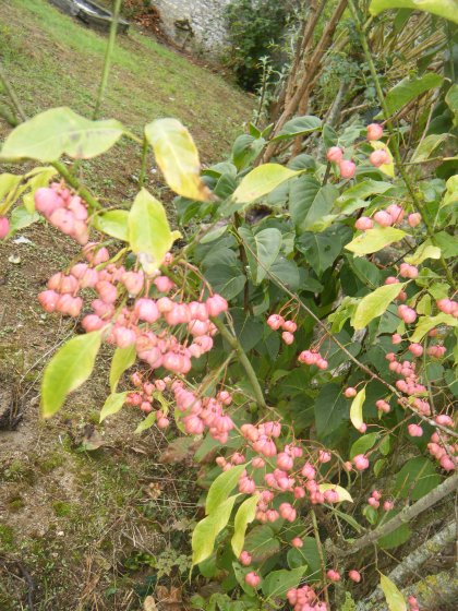 Partie gauche du fond du jardin qui va jusqu'au mur situé à l'Ouest,il y a des arbres à papillons ,des frênes ,un fusain d'europe,du lilas