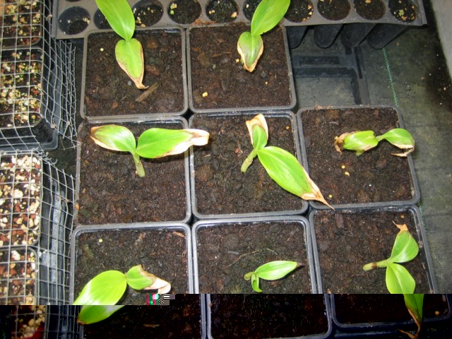 musa sikkimensis S 12.03.10 001 [640x480].jpg