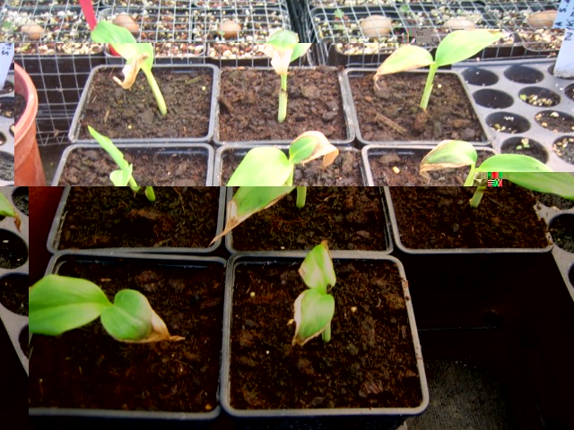 musa sikkimensis S 12.03.10 004 [640x480].jpg