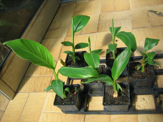 musa sikkimensis 29.06.10 001 [640x480].jpg