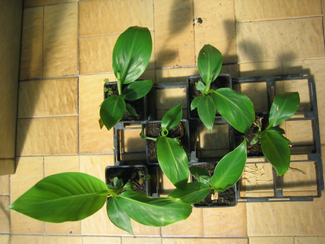 musa sikkimensis 29.06.10 002 [640x480].jpg