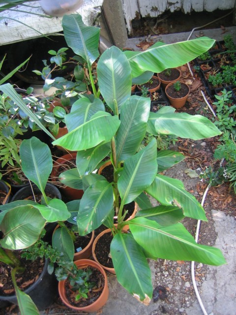 musa sikkimensis 03.09.10 002 [640x480].jpg