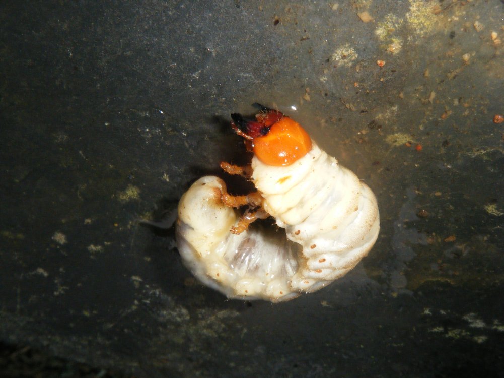 DSCF1145.JPG