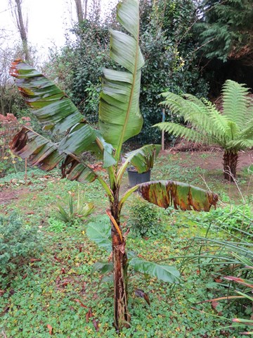 musa x paradisiaca sikkimensis red tiger.JPG