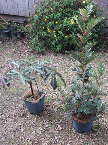 lomatia ferruginea et schefflera impressa