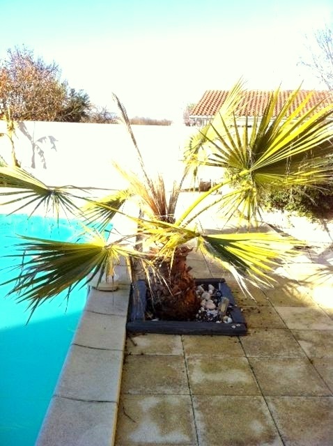 Les palmes sont toujours vertes mais la lance est très "pourrie" J'ai tiré très fort dessus et elle s'est enlevée ..