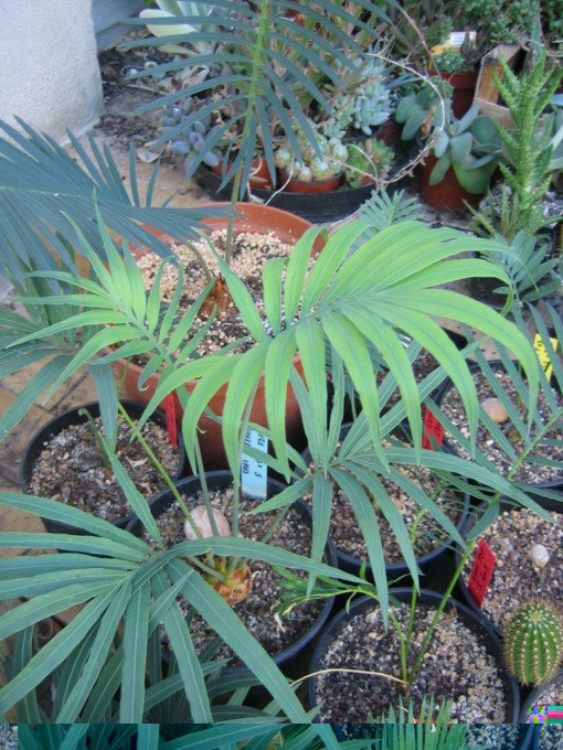 cycas petraea 2010.09.13 [640x680].jpg