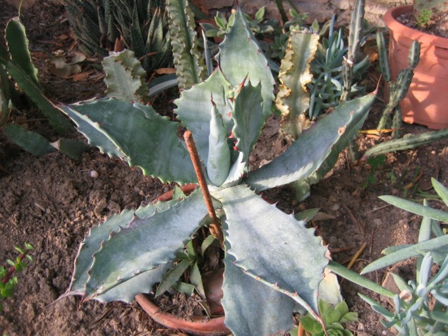 agave yves 2010.09.14 001 [640x680].jpg