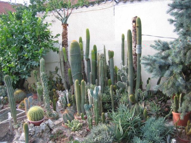 cactus yves 2010.09.14 001 [640x680].jpg